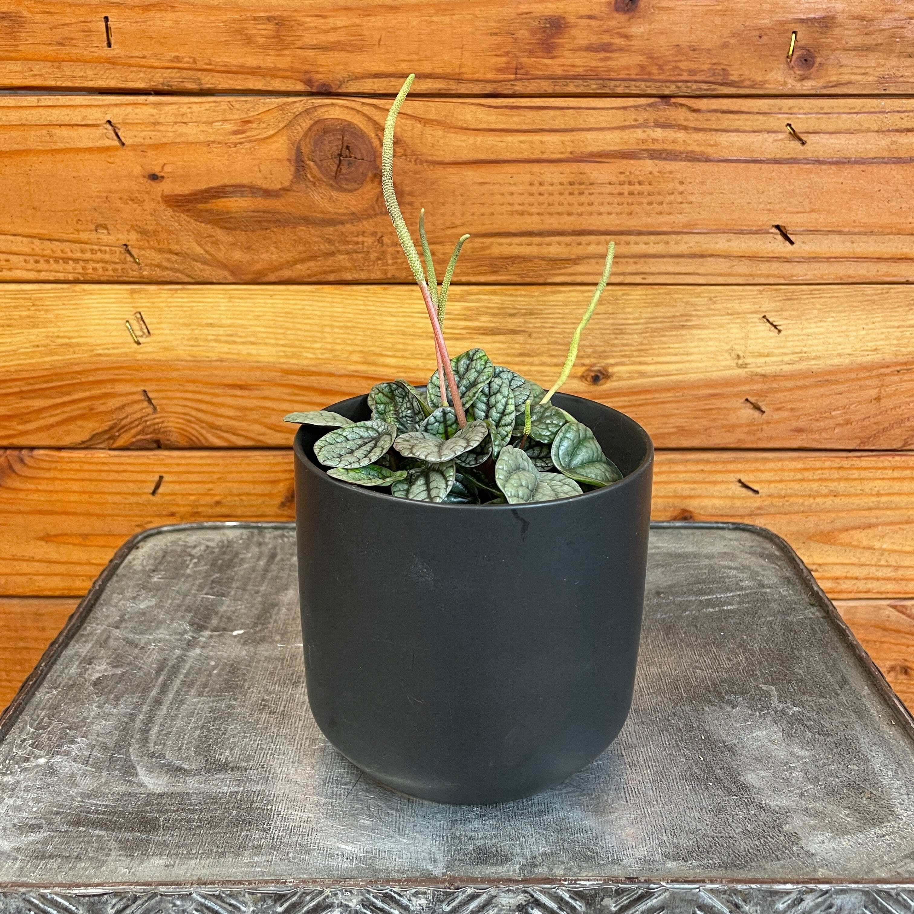 The Plant Farm Peperomia Greyhound