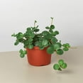 thumbnail image 1 of Peperomia Hope - 5 Live Plants in 4 Inch Growers Pots - Peperomia Tetraphylla - Rare and Elegant Indoor Houseplant, 1 of 5