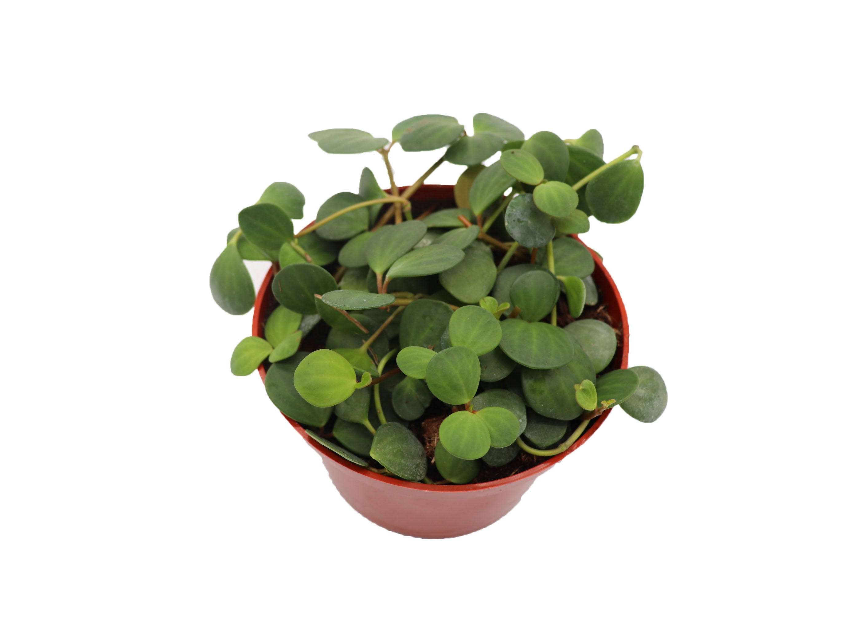 Peperomia Hope- 6" from California Tropicals