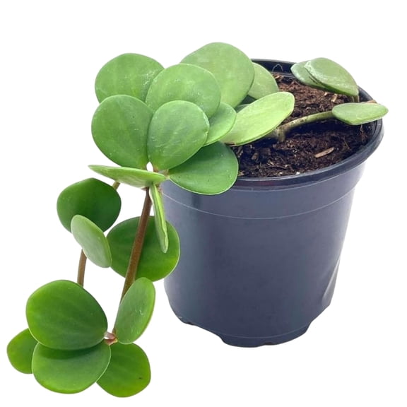 Peperomia Hope, Peperomia rotundifolia, pecuniifolia in a 4 inch Pot, Very Filled