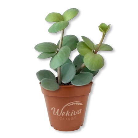 Peperomia Hope Plant - Trailing Jade - 1 Live Starter Plant - Peperomia Tetraphylla - Compact Cascading Easy Care Smooth Foliage Houseplant
