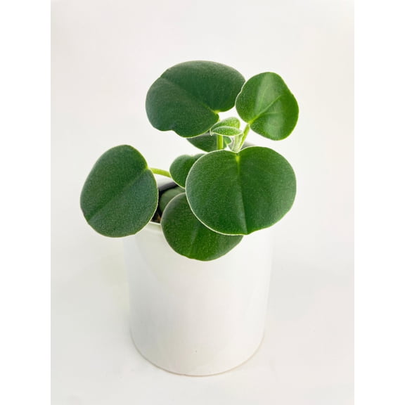 Bumble Plants Peperomia Incana Fuzzy 'Felted Pepperface' - Full Live Colorful Houseplant in Nursery Pot, Easy Care, Indoor Plant for Beginners