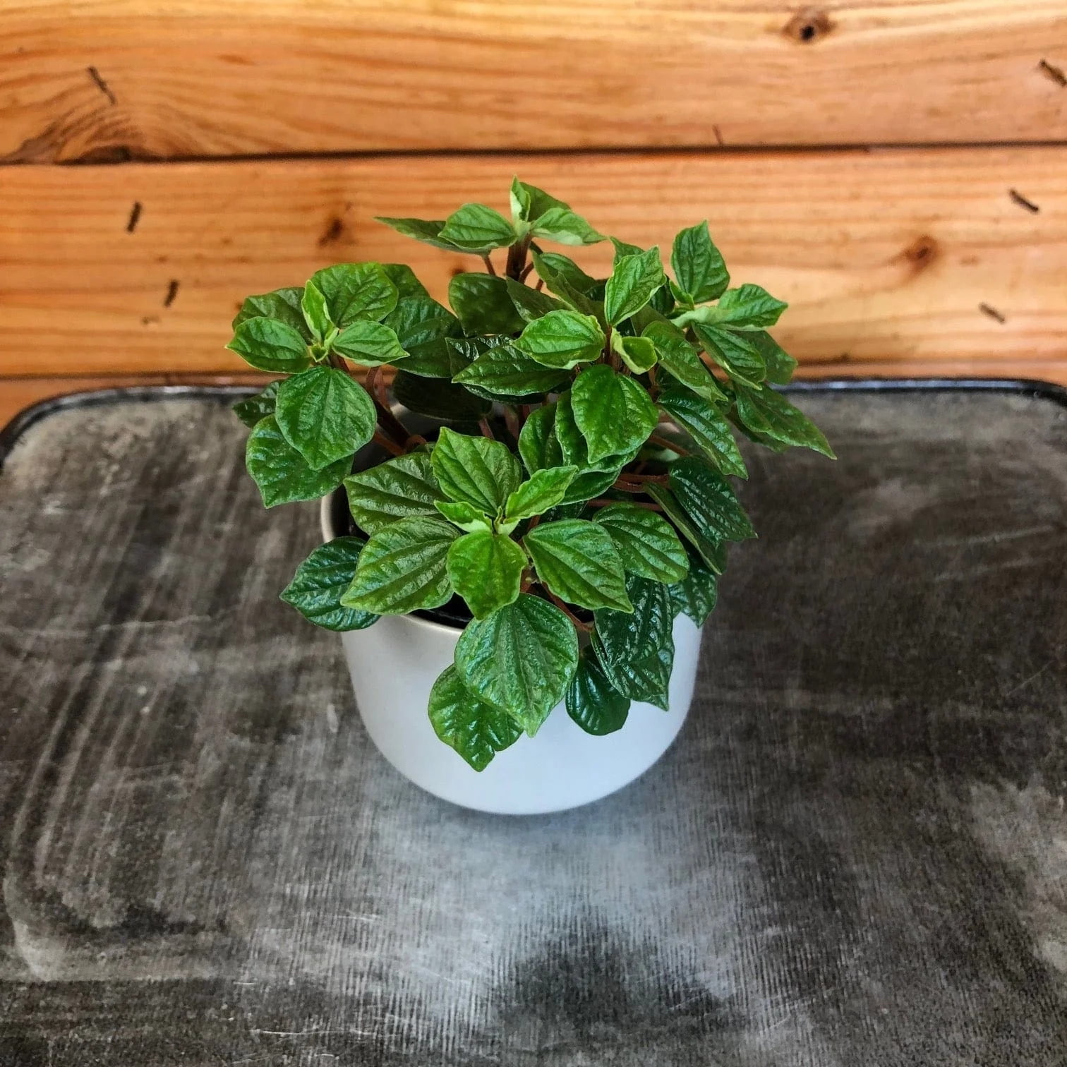 Peperomia Little Pixie, 2" Plant, The Plant Farm - Walmart.com