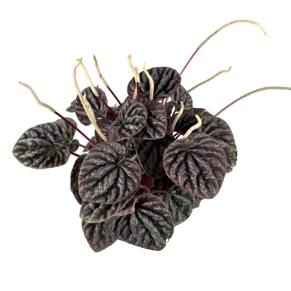 Peperomia Luna Red Live Potted Houseplant, 4in Pot, Striking Foliage Patterns and Rippled Leaves, Air Purifying
