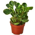 thumbnail image 1 of Peperomia Marble Live Plant for Indoor | Different Houseplants in 4'' & 6'' Pot | Real House Plant for Living Room, Office, Desk & Bathroom | Marble Peperomia | Radiator Plant, 1 of 6