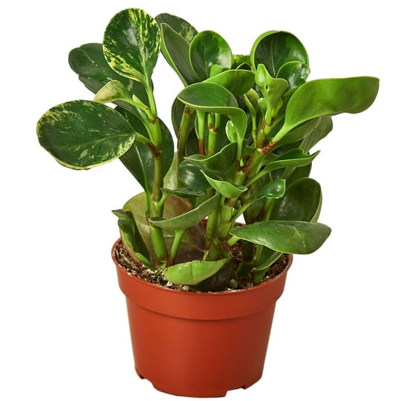 Peperomia Marble Live Plant for Indoor | Different Houseplants in 4'' & 6'' Pot | Real House Plant for Living Room, Office, Desk & Bathroom | Marble Peperomia | Radiator Plant
