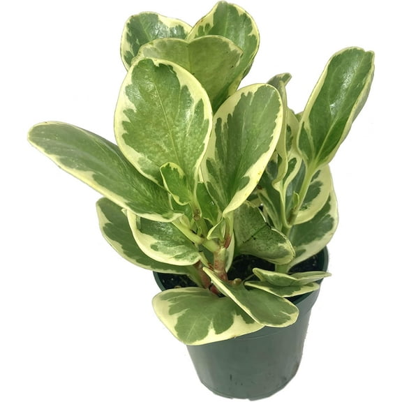 Peperomia Marble - Live Plant in a 4 Inch Pot - Peperomia Obtusifolia 'Marble' - Variegated Indoor Houseplant