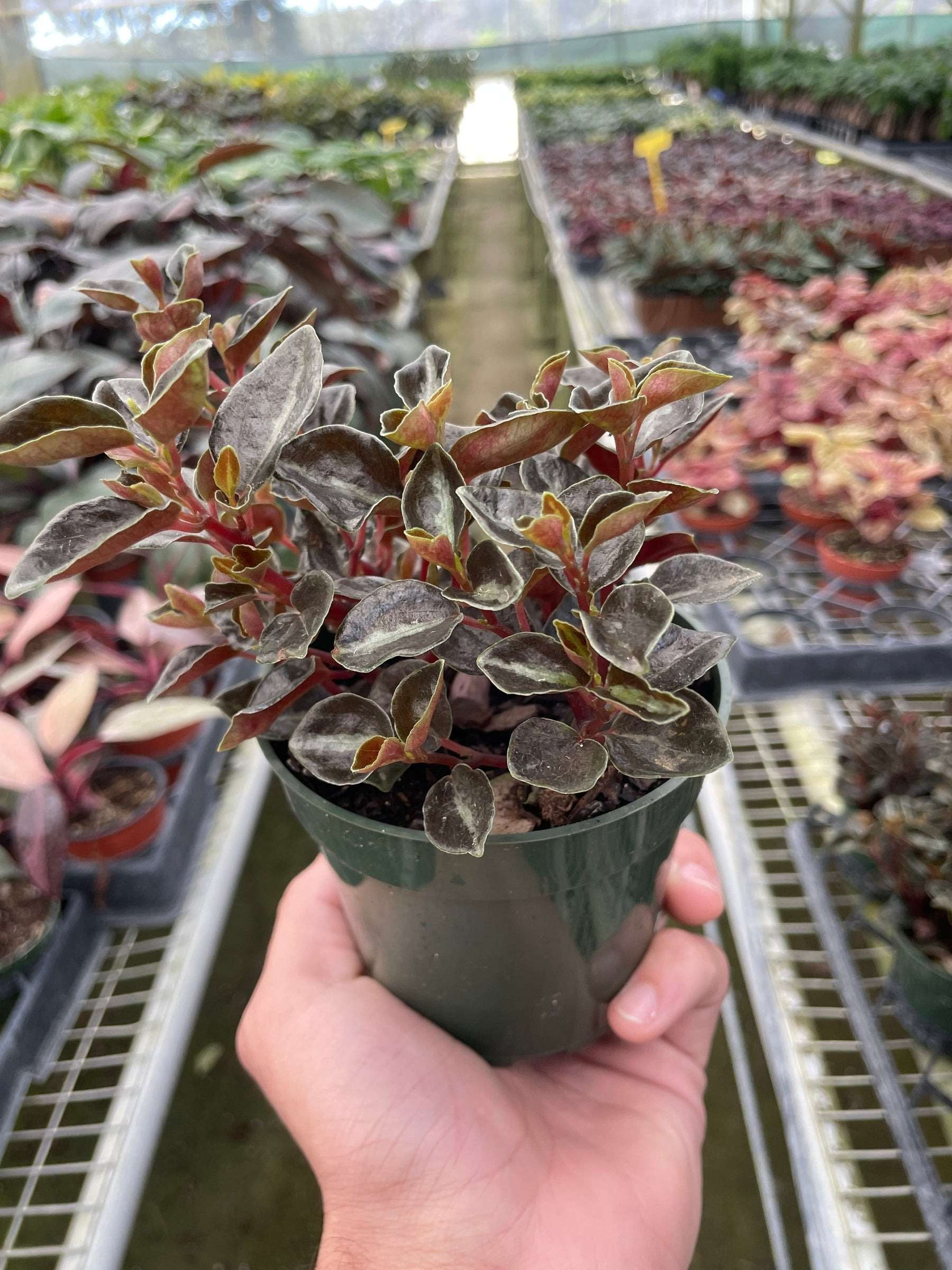 Peperomia Metallica Live Plant for Indoor | Different Houseplants in 4'' & 6'' Pot | Real House Plant for Living Room, Office, Desk & Bathroom | Metallic Peperomia