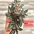 thumbnail image 1 of Peperomia Metallica Live Plant | Peperomia Plant Metallica | Pet Safe Rare House Plants | Air Purifying Easy Care Houseplants | Plant Gifts, 1 of 6