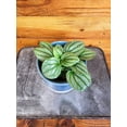 thumbnail image 1 of Peperomia Moonlight, 4" Plant, The Plant Farm, 1 of 2