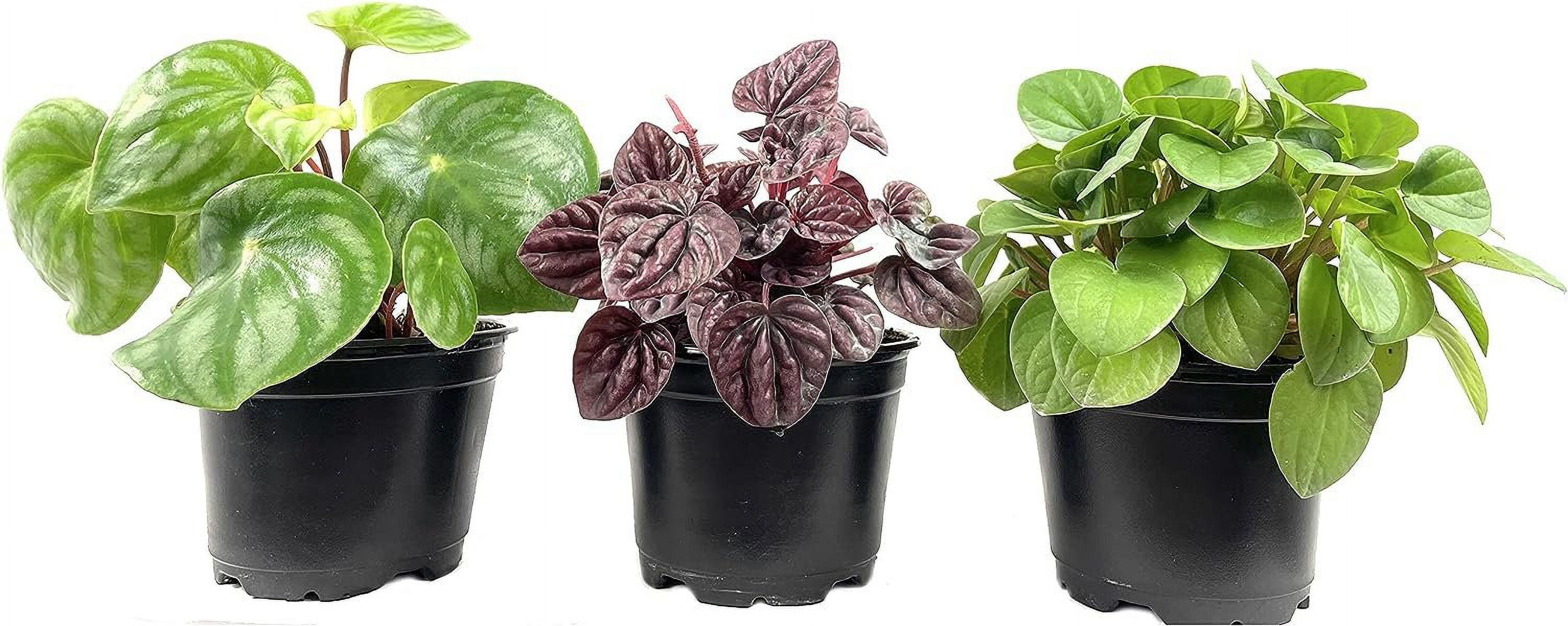 Peperomia Multi Pack 3 Live Plants in 4 Inch Pots Varieties are