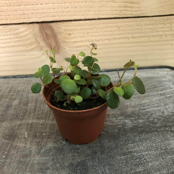 Peperomia Pepperspot, 2" Plant, The Plant Farm
