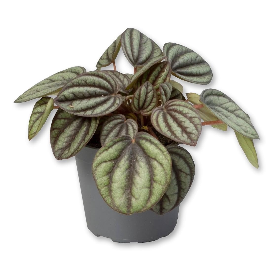 Peperomia Piccolo Banda - Live Starter Plants in 2 Inch Growers Pots - Peperomia Albovittata - Elegant Easy Care Indoor Houseplant 1 Plant