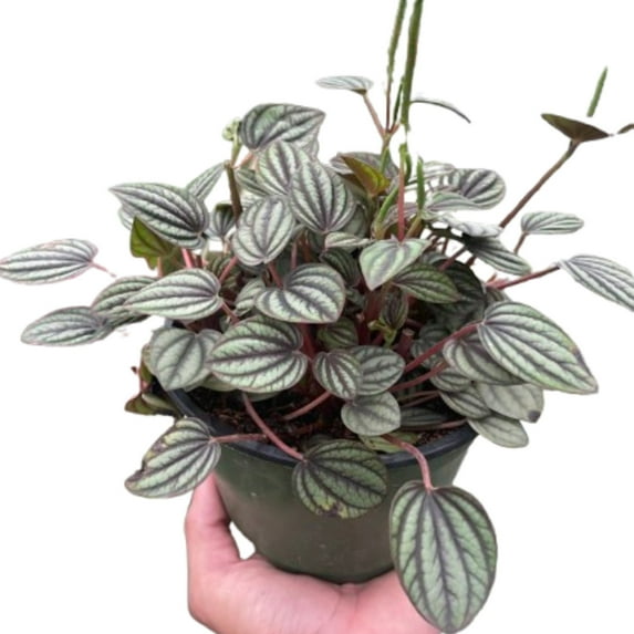 Peperomia 'Picollo Banda', 6" Pot, Indoor Houseplant, Easy Care, Live Plant for Indoor & Outdoor
