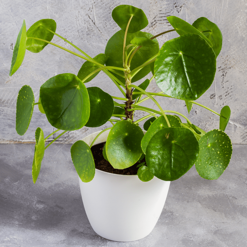 buy snake plants near me Snake Plant for Sale