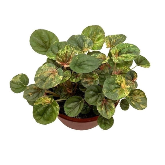 Peperomia Pink Lady, 4.5 inch Pot, Very Rare Pink Marble Platinum Silver Leaf Peperomia
