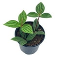 thumbnail image 1 of Peperomia Puteolata, 4 inch, Stilt Peperomia, Parallel Peperomia, 1 of 9