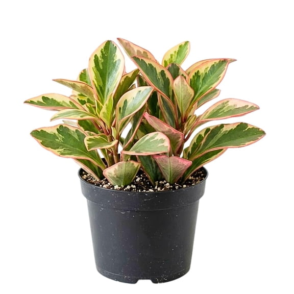 Peperomia Rainbow Plant Live, Variegated Foliage Indoor Houseplant, 4-7 Inches in Height, 3.5 Inch Pot for Planting
