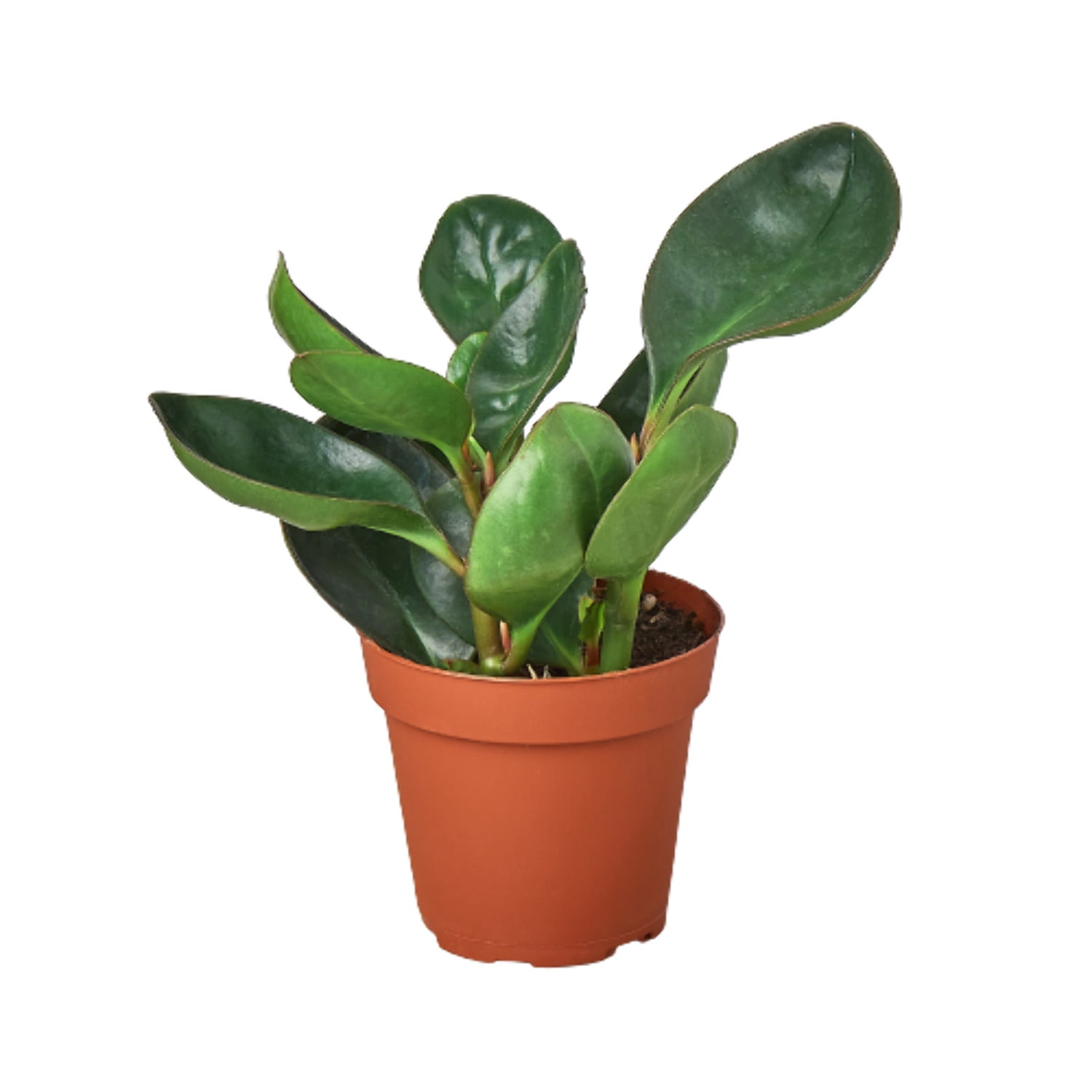 KS Plants Peperomia