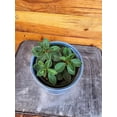 thumbnail image 1 of Peperomia Red Log, 4" Plant, The Plant Farm, 1 of 2