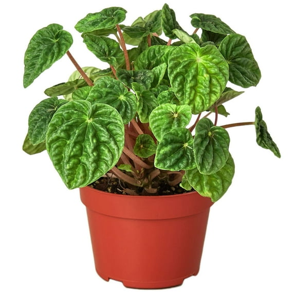 Peperomia Ripple Live Plant for Indoor | Different Houseplants in 4'' & 6'' Pot | Real House Plant for Living Room, Office, Desk & Bathroom | Emerald Ripple Pepper caperata