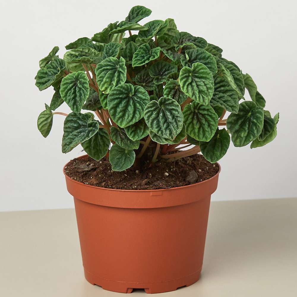 Thirsty Leaves Peperomia Ripple Plant