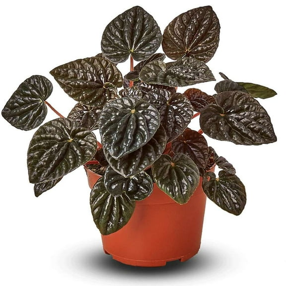 Peperomia Ripple Red Live Plant for Indoor | Different Houseplants in 4'' & 6'' Pot | Real House Plant for Living Room, Office, Desk & Bathroom | Peperomia | Radiator Plant