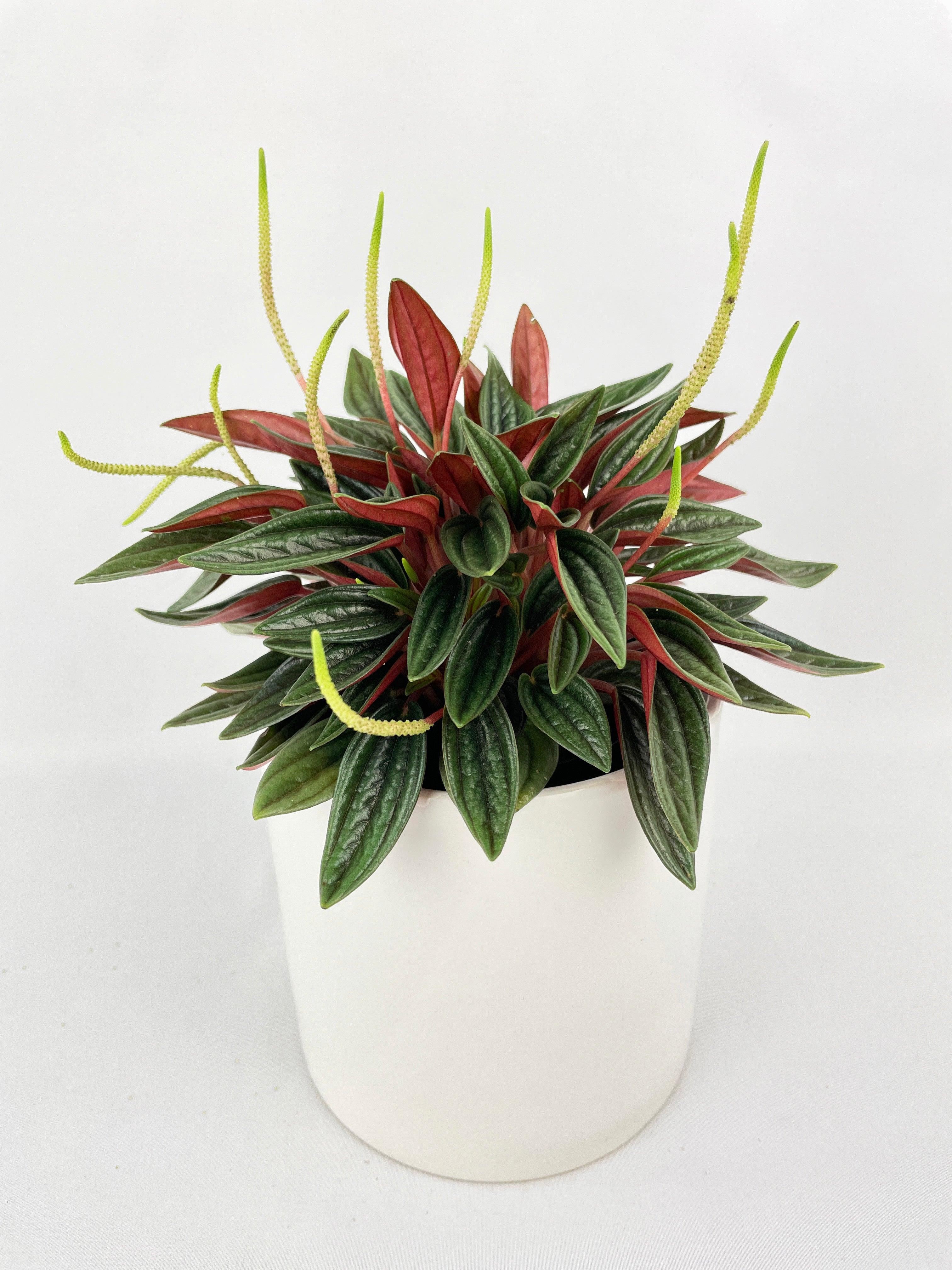 Photo inspiration: Picture Idea: Peperomia Rosso Live Air Purifying Indoor Plant In Nursery Pot