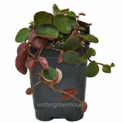 Peperomia Ruby Cascade - Pot Size: 3" (2.6x3.5") - Houseplants, Plants