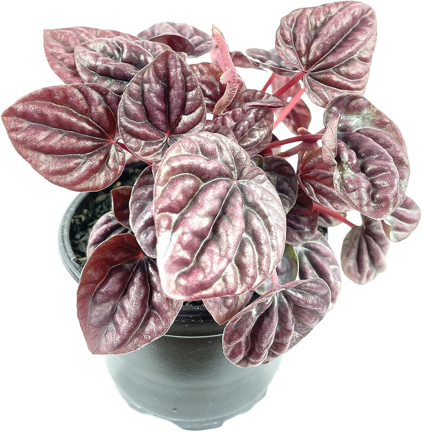 Peperomia Schumi Red 3 Live Plants in 4 Inch Pots Peperomia