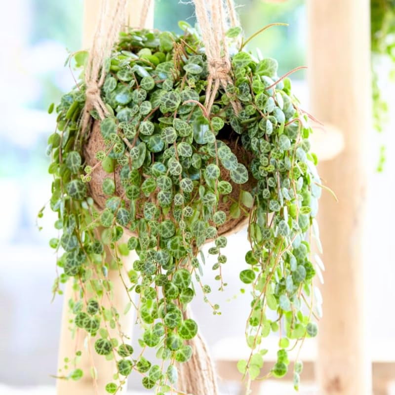 solid green spider plant varieties Spider Plant | Chlorophytum Comosum | Easy Care Pet Friendly Houseplants  for Delivery