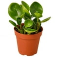 thumbnail image 1 of Peperomia Thailand Live Plant for Indoor | Different Houseplants in 4'' & 6'' Pot | Real House Plant for Living Room, Office, Desk & Bathroom | Radiator Plant, 1 of 6