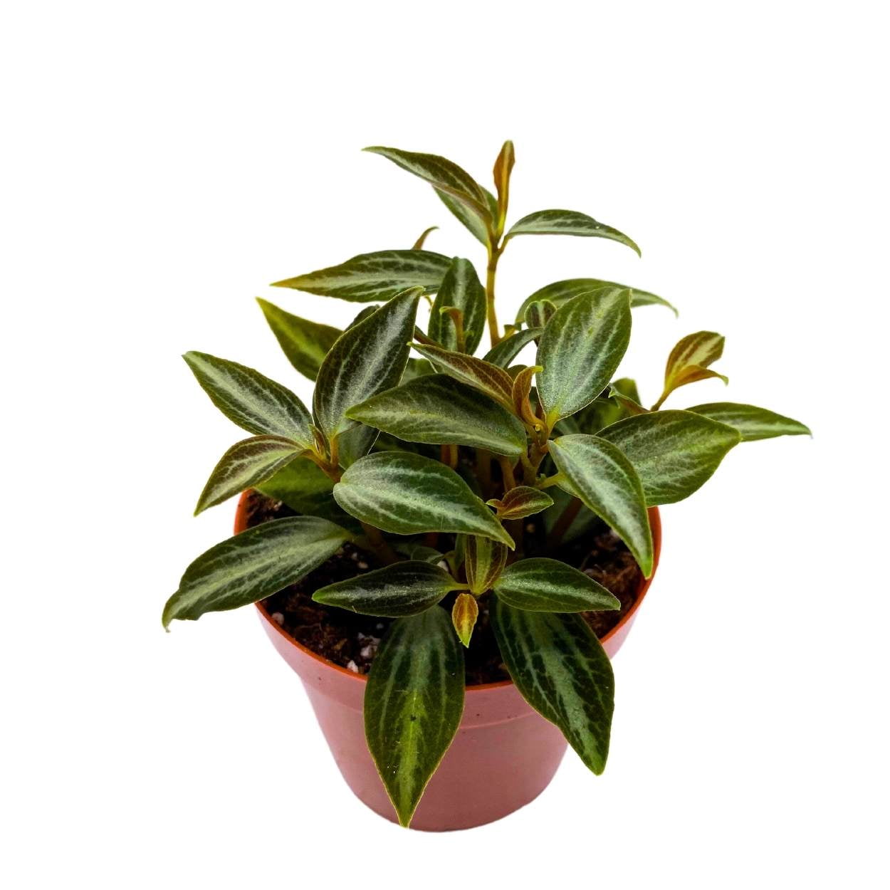 Peperomia Trinervis, 2 inch, Green and Silver Leaves - Walmart.com