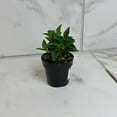 thumbnail image 1 of Peperomia Trinervula, 2" Plant, The Plant Farm, 1 of 5