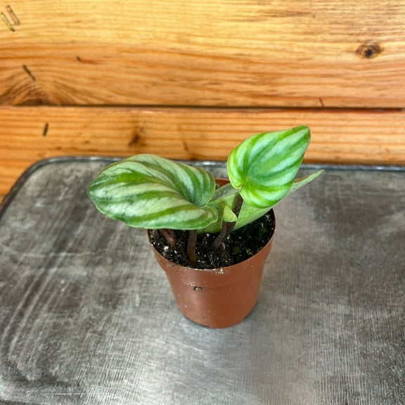 Peperomia Watermelon, 2" Plant, The Plant Farm