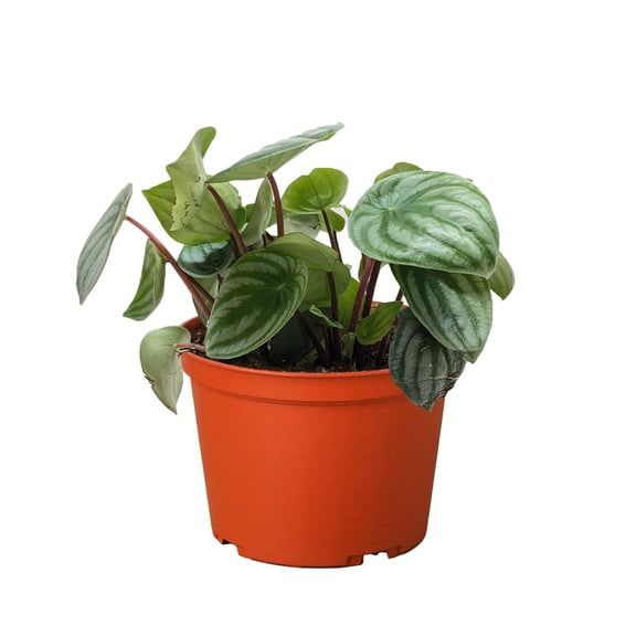 Peperomia Watermelon, 6" Pot, Indoor Houseplant, Easy Care, Live Plant for Indoor & Outdoor