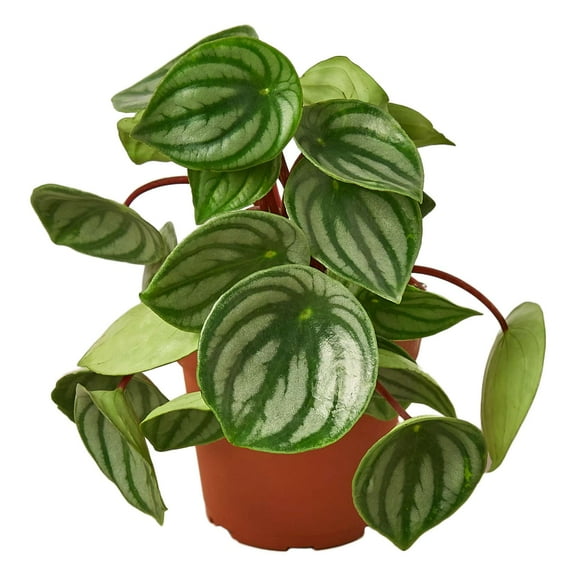 Peperomia Watermelon Live Plant for Indoor | Different Houseplants in 4'' & 6'' Pot | Real House Plant for Living Room, Office, Desk & Bathroom | Begonia | Peperomia argyreia