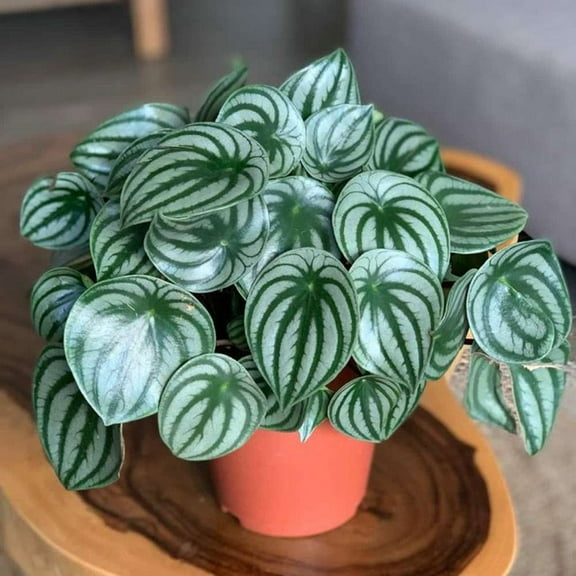 Peperomia Watermelon Live Plant for Indoor | Different Houseplants in 4'' & 6'' Pot | Real House Plant for Living Room, Office, Desk & Bathroom | Begonia | Peperomia argyreia