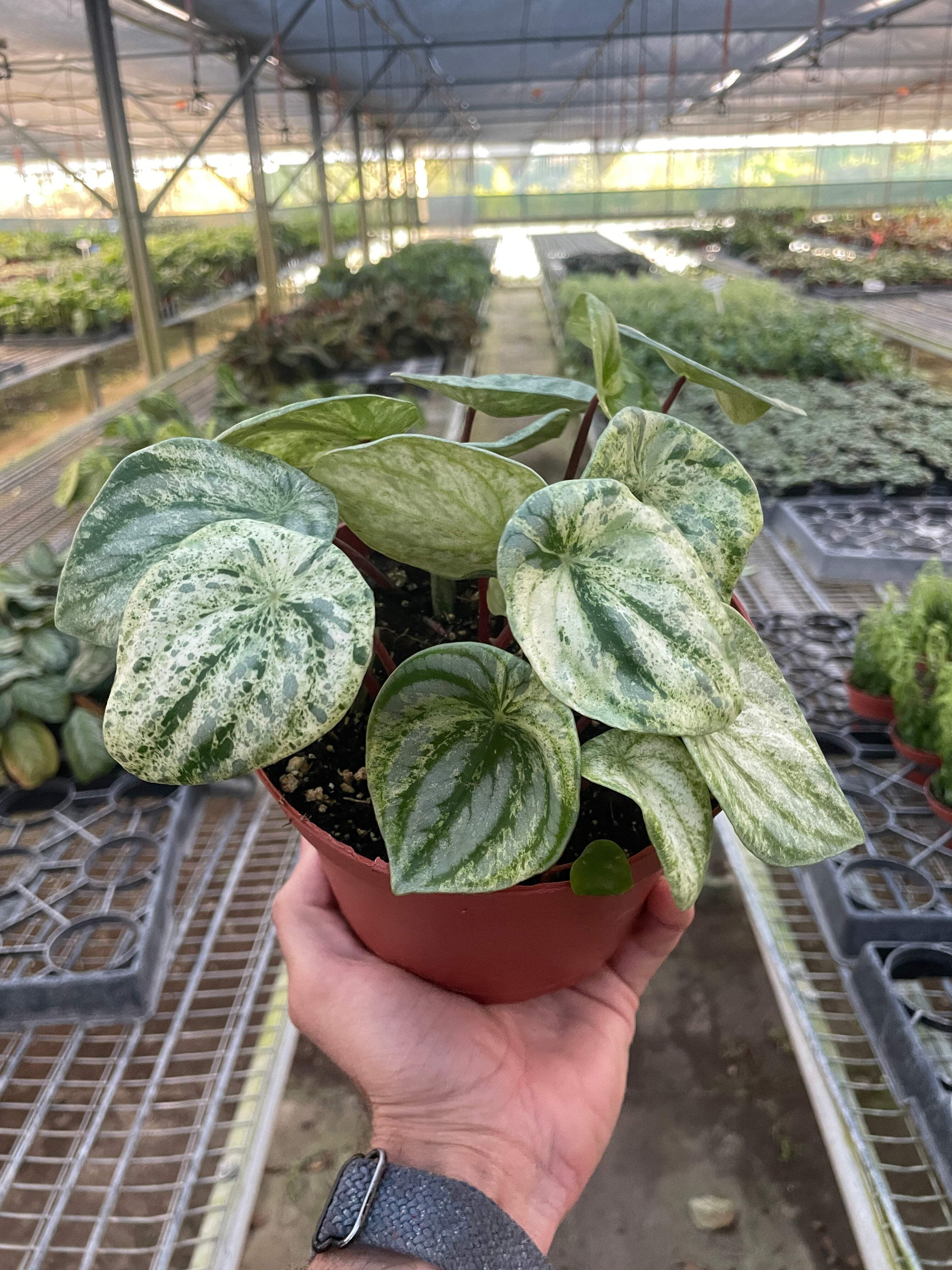 buy pothos plant Pothos 'Marble Queen'