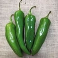 thumbnail image 1 of Pepper, Anaheim, Heirloom, 500 Seeds, Mildly Spicy Great Fresh OR Dried, 1 of 1