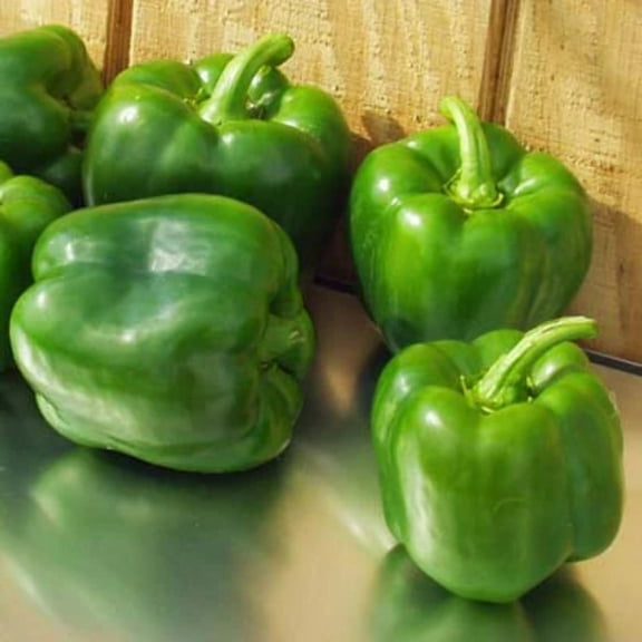 Pepper Aristotle F1 Seed