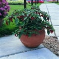 thumbnail image 1 of Pepper HOT Bhut Jolokia Great Heirloom Vegetable 25 Seeds, 1 of 1