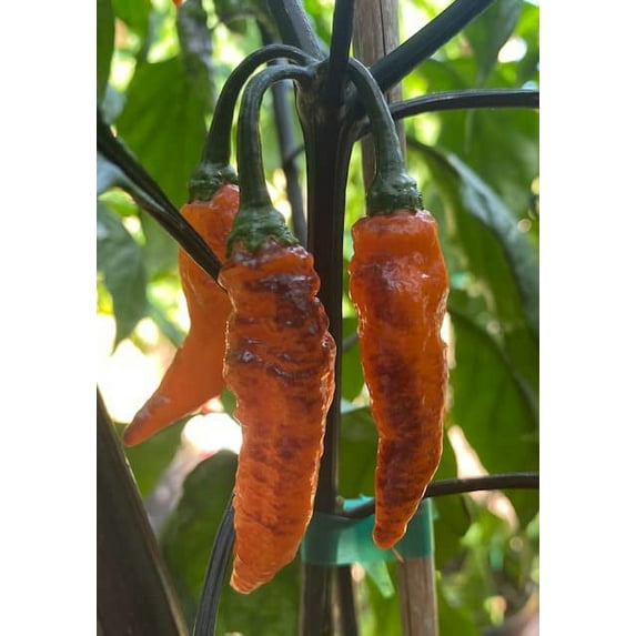 Pepper HOT Black Panther Great Heirloom Vegetable by Seed Kingdom 30 Seeds
