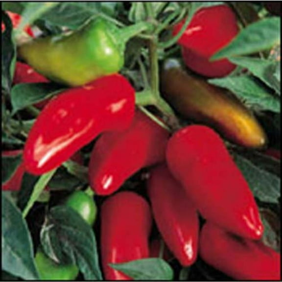 Pepper HOT Fresno Great Heirloom Vegetable BULK Wholesale 1,500 Seeds