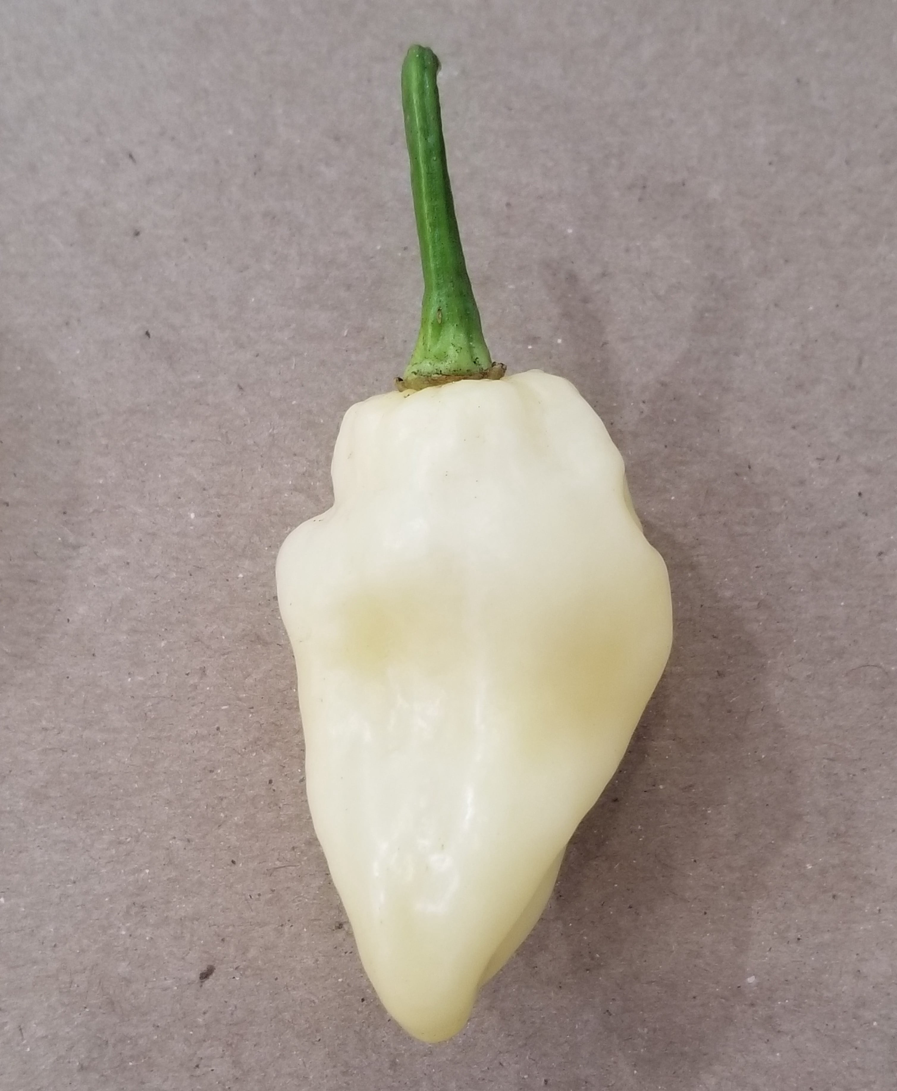 Pepper HOT White Bhut Jolokia Great Heirloom Vegetable by Seed Kingdom ...