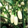 thumbnail image 1 of Pepper HOT White Habanero Great Heirloom Vegetable by Seed Kingdom 35 Seeds, 1 of 1