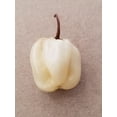 thumbnail image 1 of Pepper HOT White Trinidad 7 Pot Great Heirloom Vegetable by Seed Kingdom (30 Seeds), 1 of 1