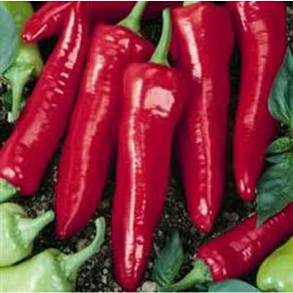 Pepper Hot Big Jim BULK 1,200 Seeds Great Heirloom Vegetable
