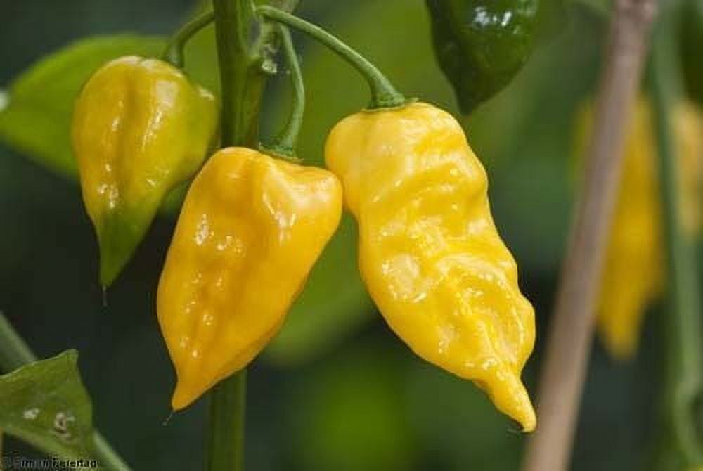 Pepper Hot Habanero Lemon Yellow Great Heirloom Vegetable 25 Seeds