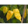 thumbnail image 1 of Pepper Hot Habanero Lemon Yellow Great Heirloom Vegetable 25 Seeds, 1 of 1